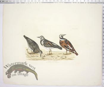 Common Turnstone - Male, Female & Young